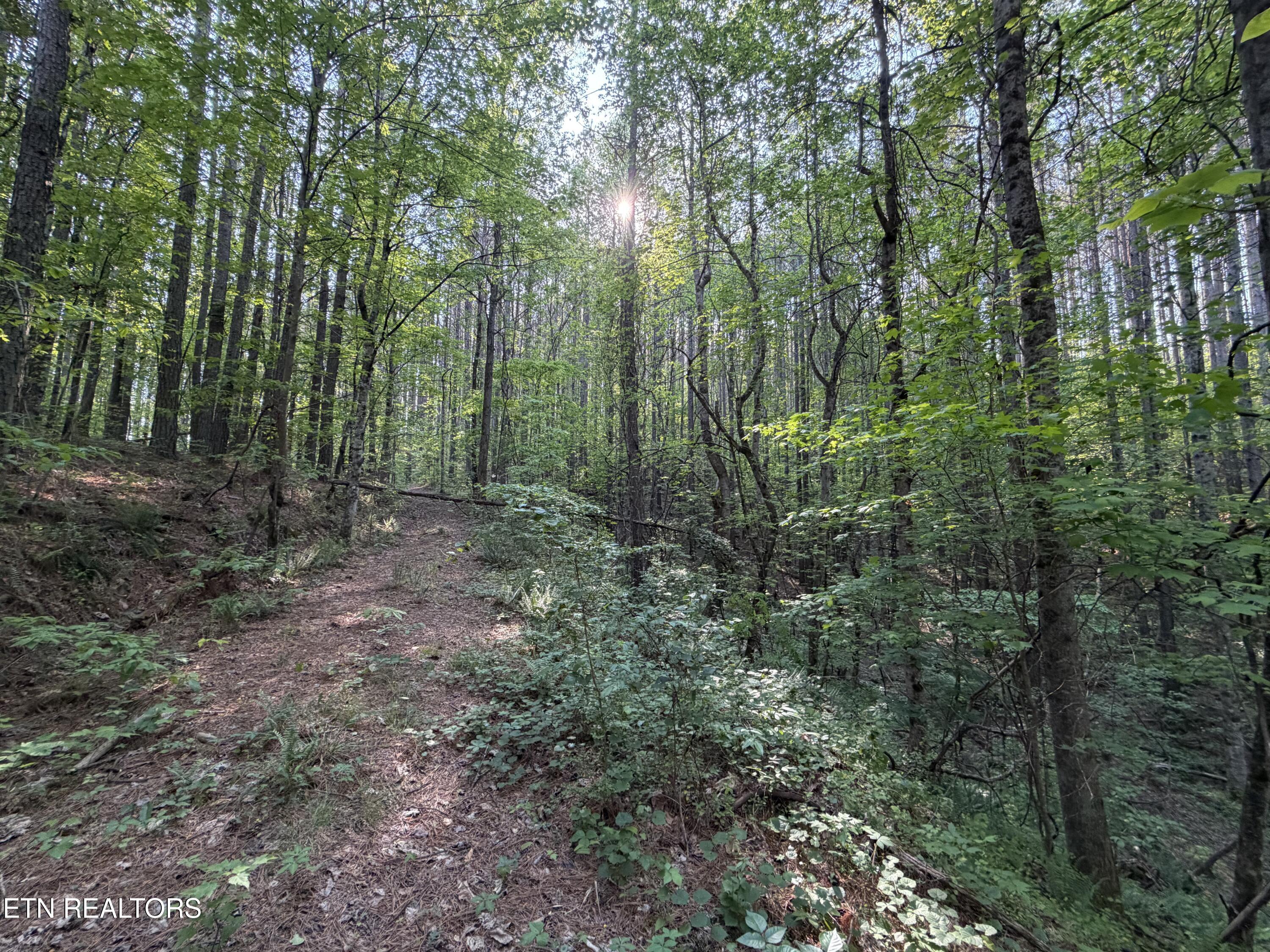 3 Three Point Road Vonore, TN 37885 - Photo 4 of 28 Dirt road