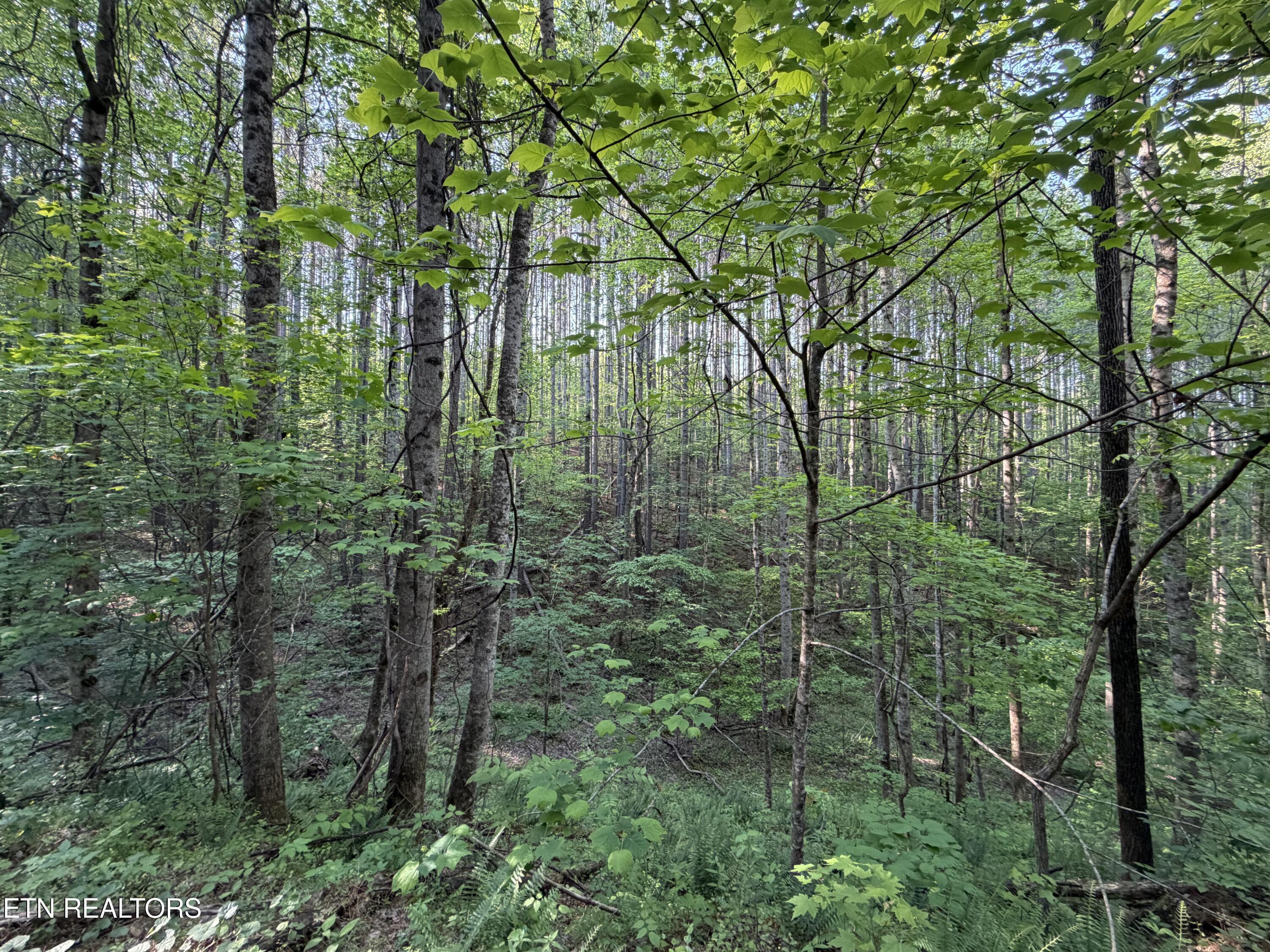 3 Three Point Road Vonore, TN 37885 - Photo 5 of 28 Mature trees
