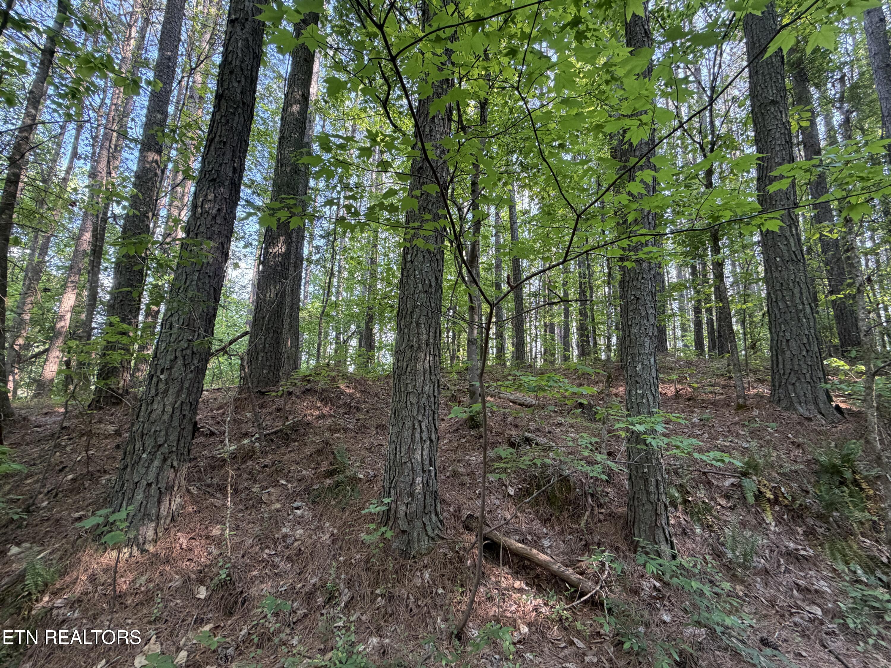 3 Three Point Road Vonore, TN 37885 - Photo 6 of 28 Several building sites
