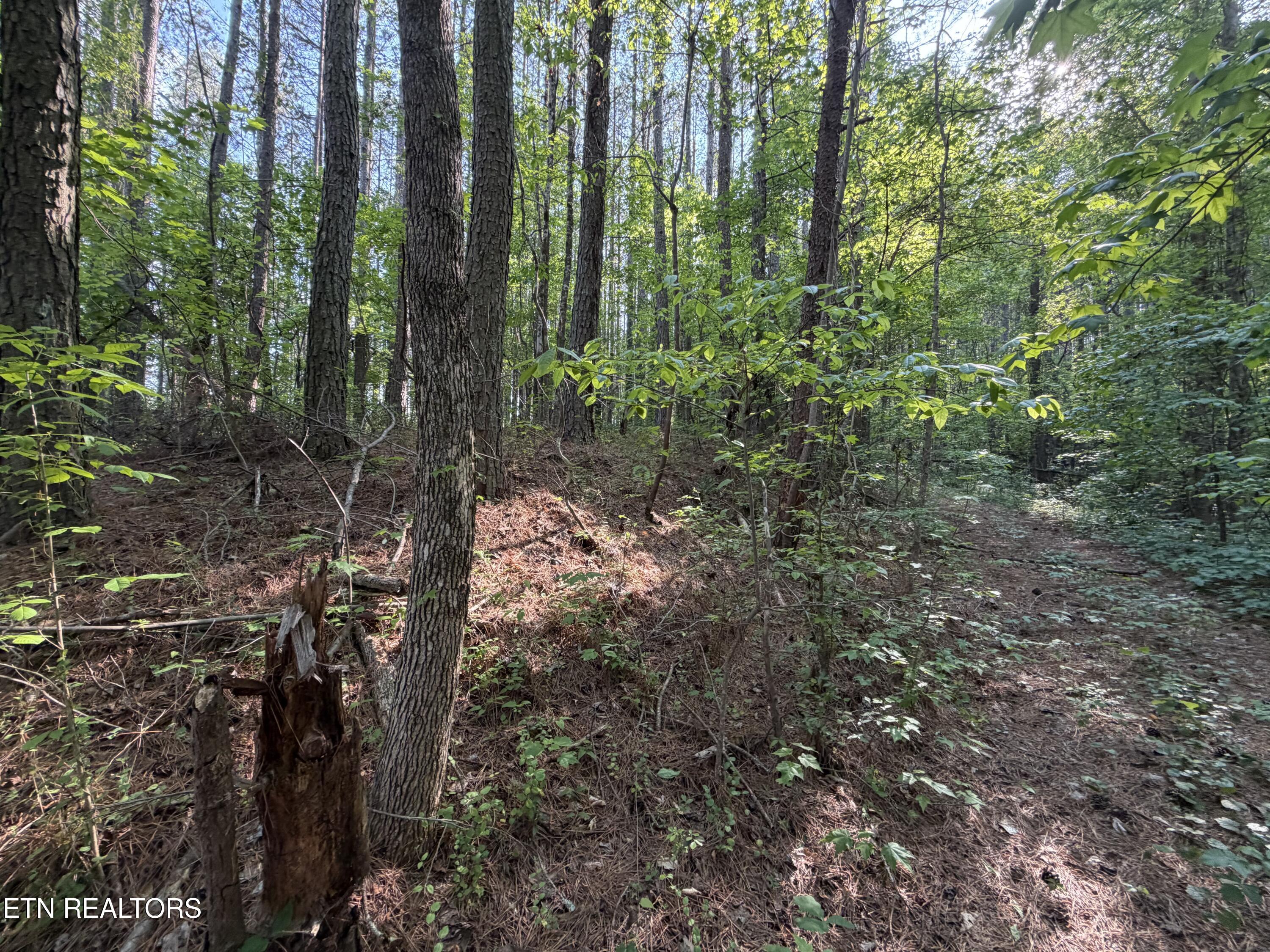 3 Three Point Road Vonore, TN 37885 - Photo 8 of 28 Mature Trees