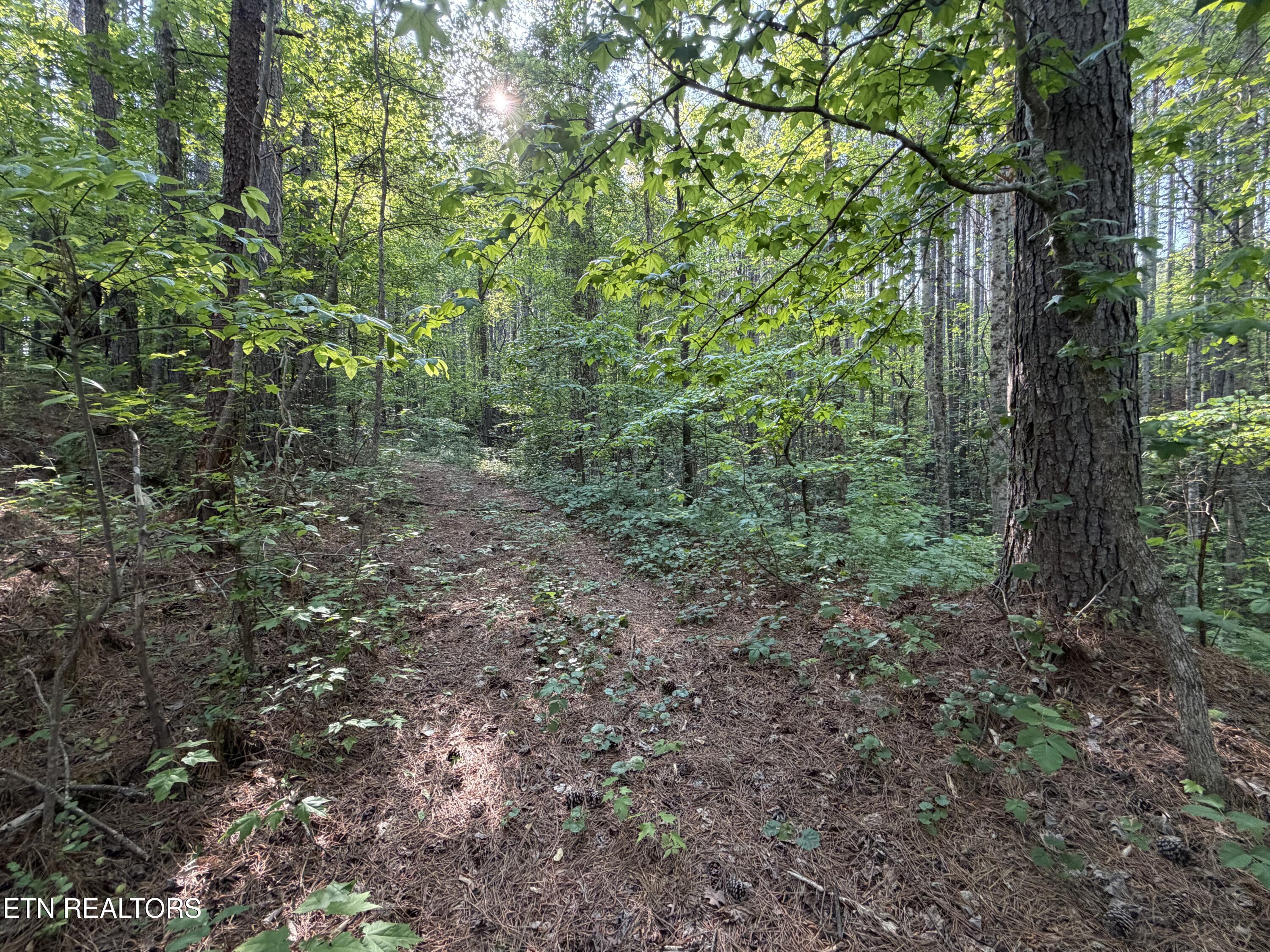 3 Three Point Road Vonore, TN 37885 - Photo 9 of 28 Road on property