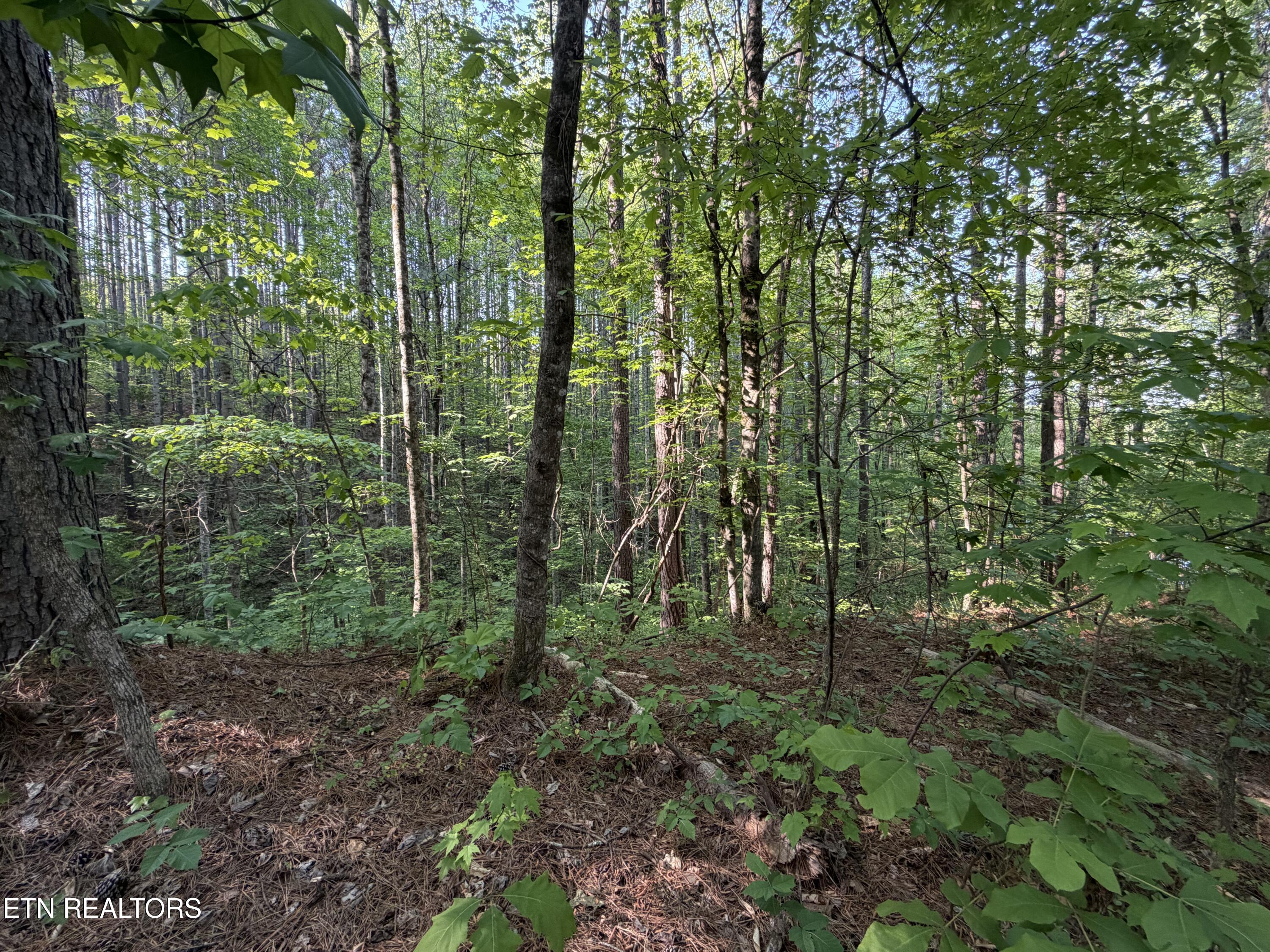 3 Three Point Road Vonore, TN 37885 - Photo 10 of 28 IMG_1324
