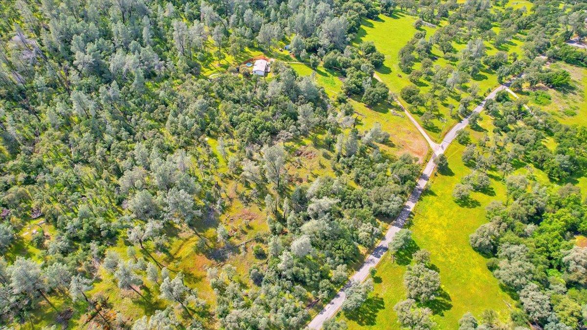 10268 Peoria Road Browns Valley, CA 95918 - Photo 51 of 57 a view of a big yard with plants and large trees