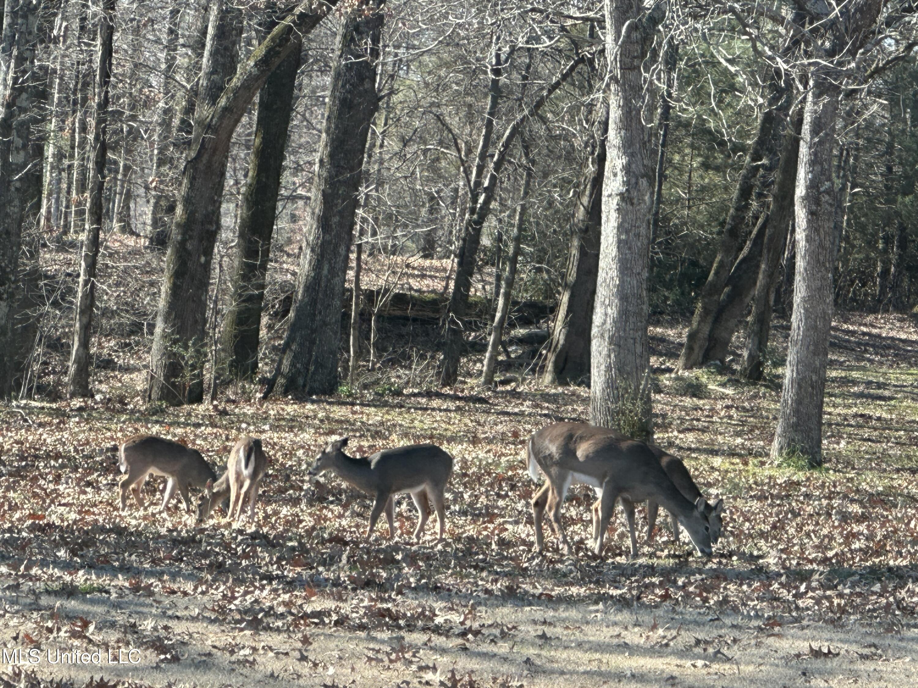 4486 Swinnea Road Southaven, MS 38672 - Photo 7 of 11 IMG_1892 (3)
