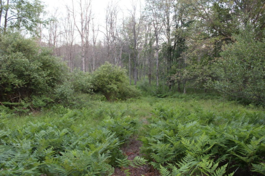 Ervine Road Free Soil, MI 49411 - Photo 13 of 15 Sable River Frontage
