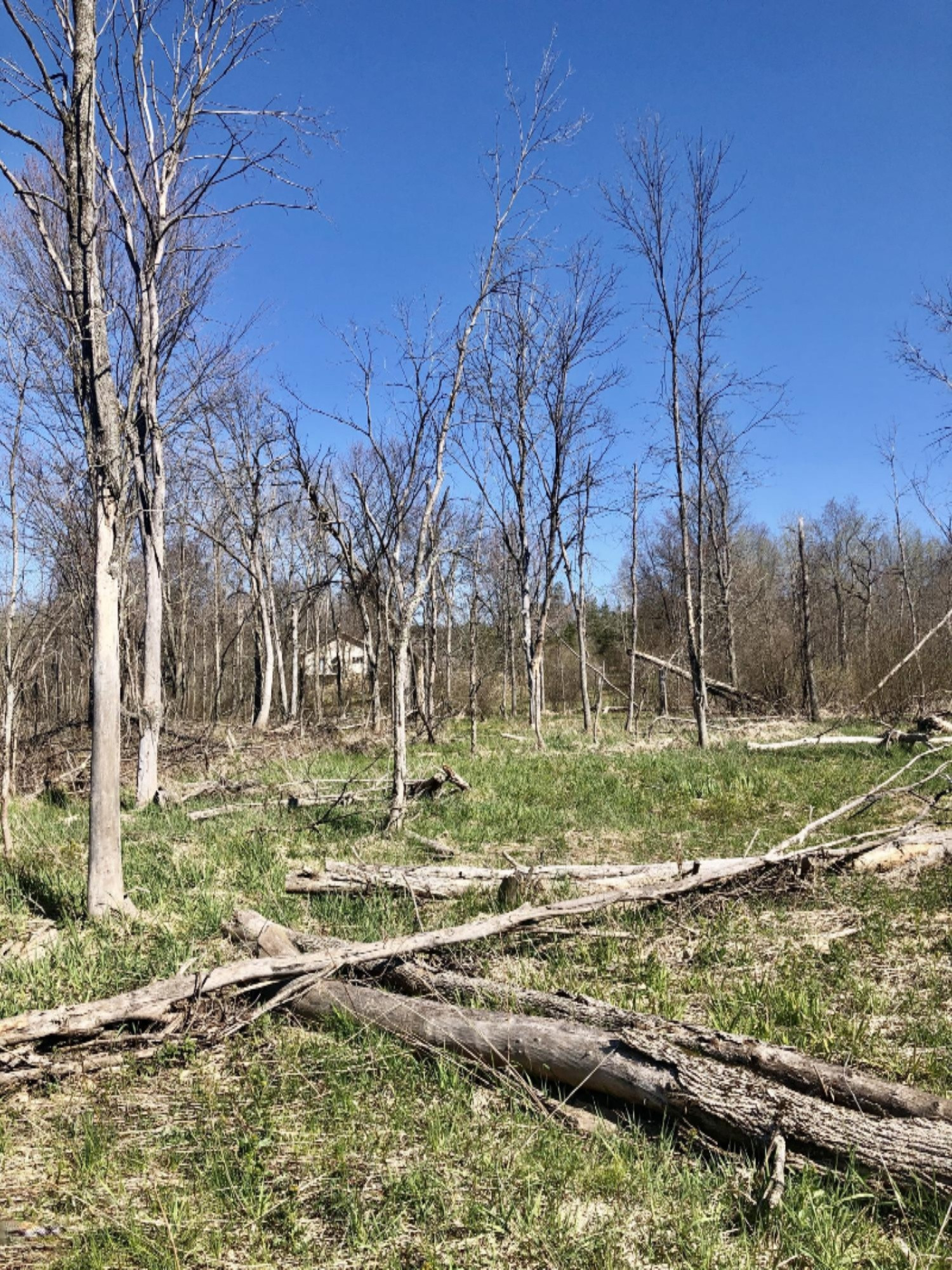 Ervine Road Free Soil, MI 49411 - Photo 6 of 15 Just cut some trees