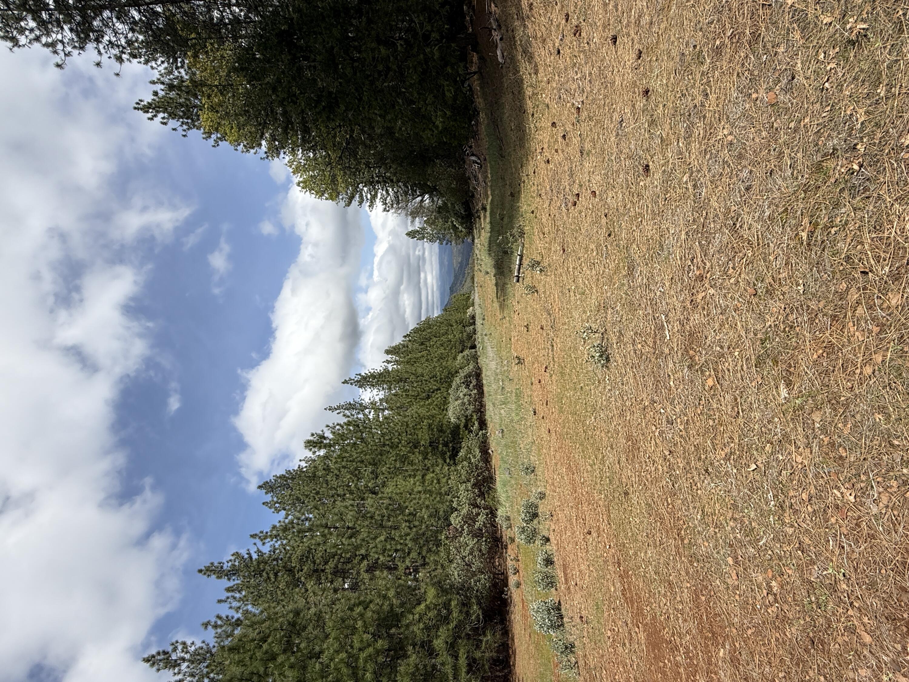 Ponderosa Way Shingletown, CA 96088 - Photo 6 of 12 front of property