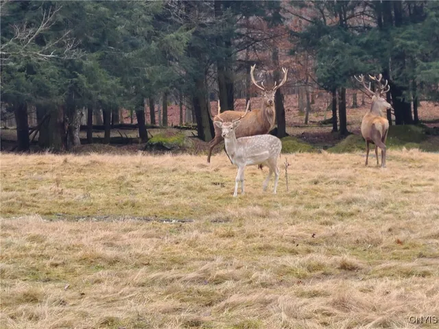 $1,200,000 | 213 Button Road, Columbus, NY 13485