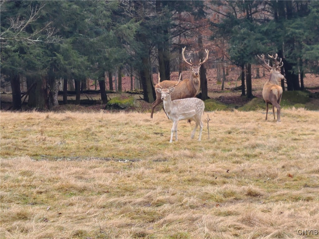 213 Button Road West Edmeston, NY 13485 - Photo 14 of 31