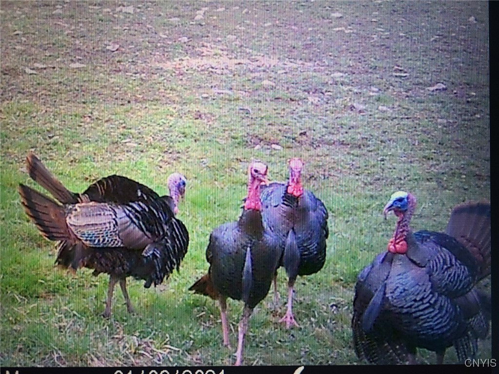 213 Button Road West Edmeston, NY 13485 - Photo 5 of 31