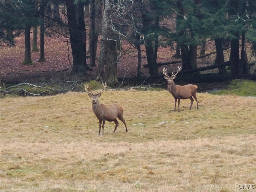 213 Button Road West Edmeston, NY 13485 - Photo 6 of 31