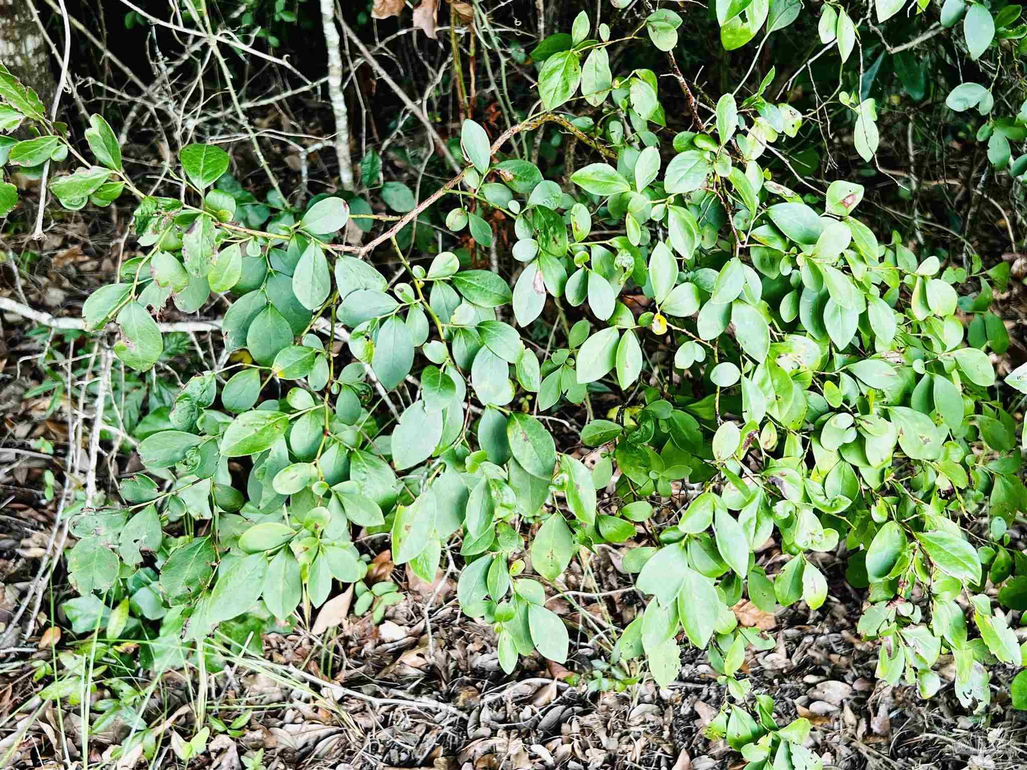 Loop Road Pace, FL 32571 - Photo 11 of 15 Numerous blueberry bushes