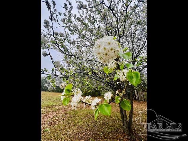 Loop Road Pace, FL 32571 - Photo 2 of 15