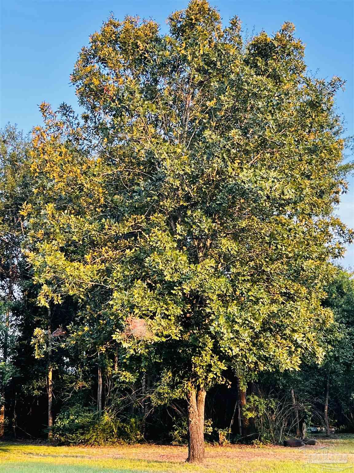 Loop Road Pace, FL 32571 - Photo 6 of 15 Majestic black walnut tree