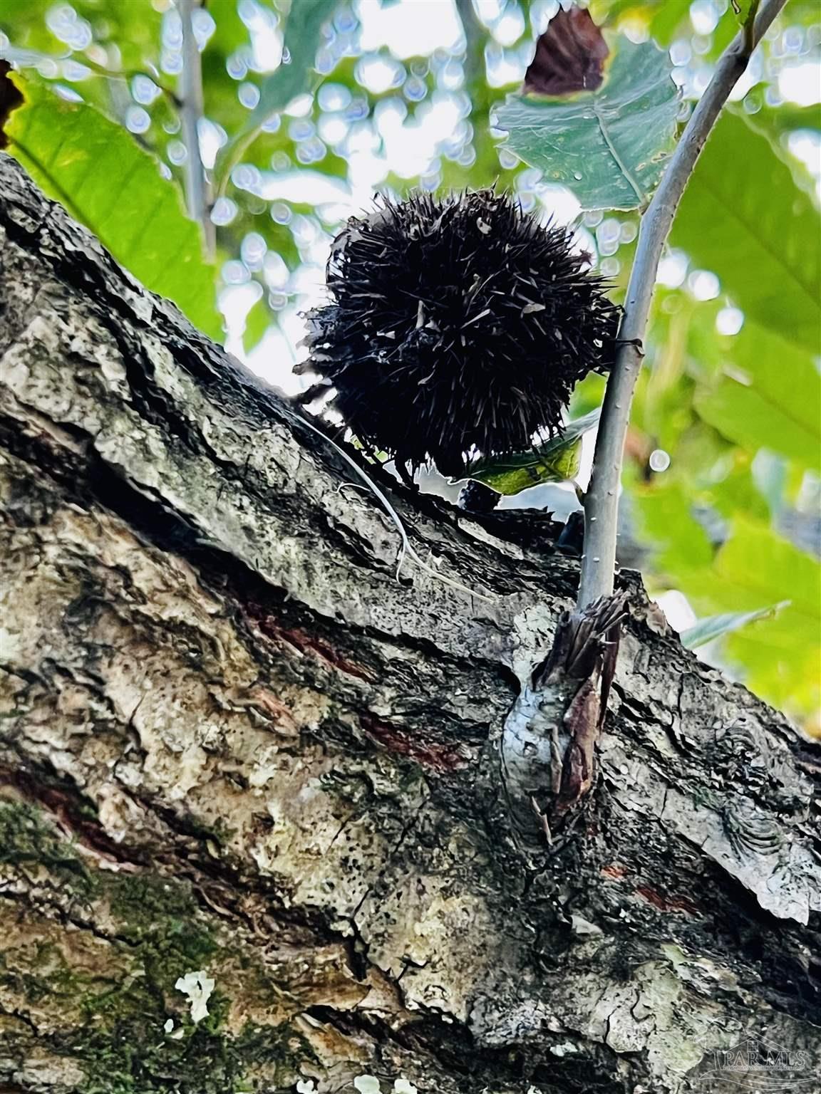 Loop Road Pace, FL 32571 - Photo 8 of 15