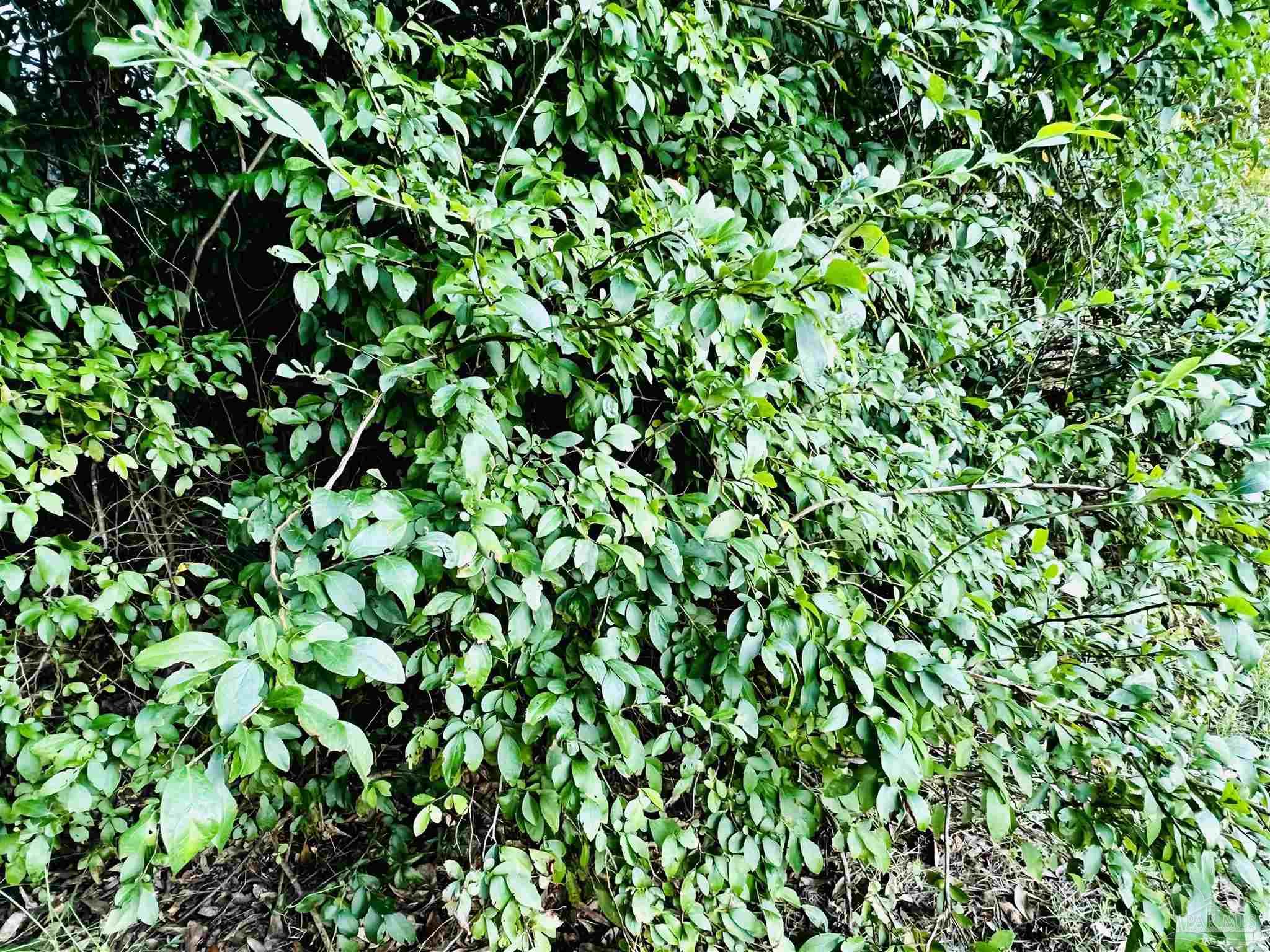 Loop Road Pace, FL 32571 - Photo 9 of 15