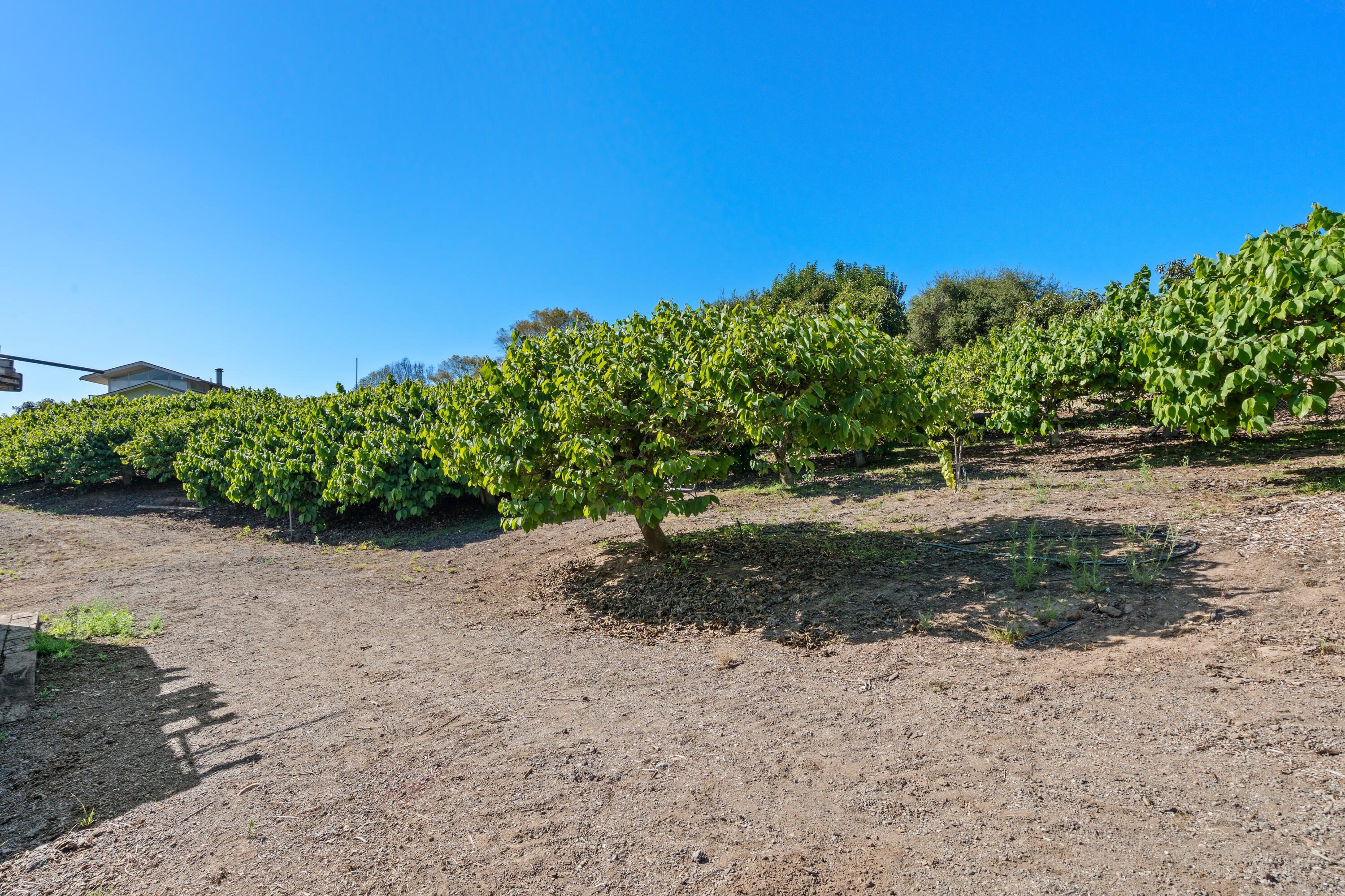 7401 Shepard Mesa Road Carpinteria, CA 93013 - Photo 7 of 14 a view of a yard with a tree