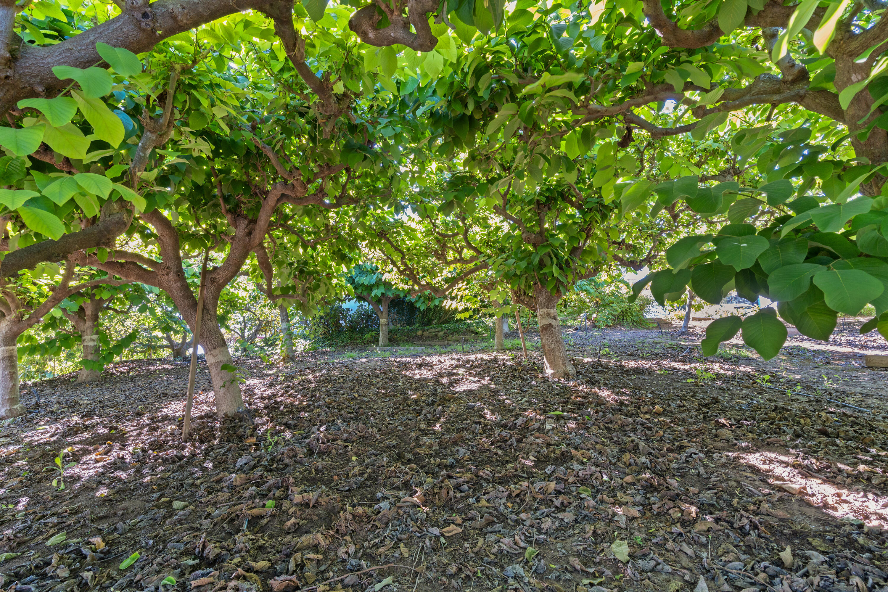 7401 Shepard Mesa Road Carpinteria, CA 93013 - Photo 8 of 14 a view of a forest with trees
