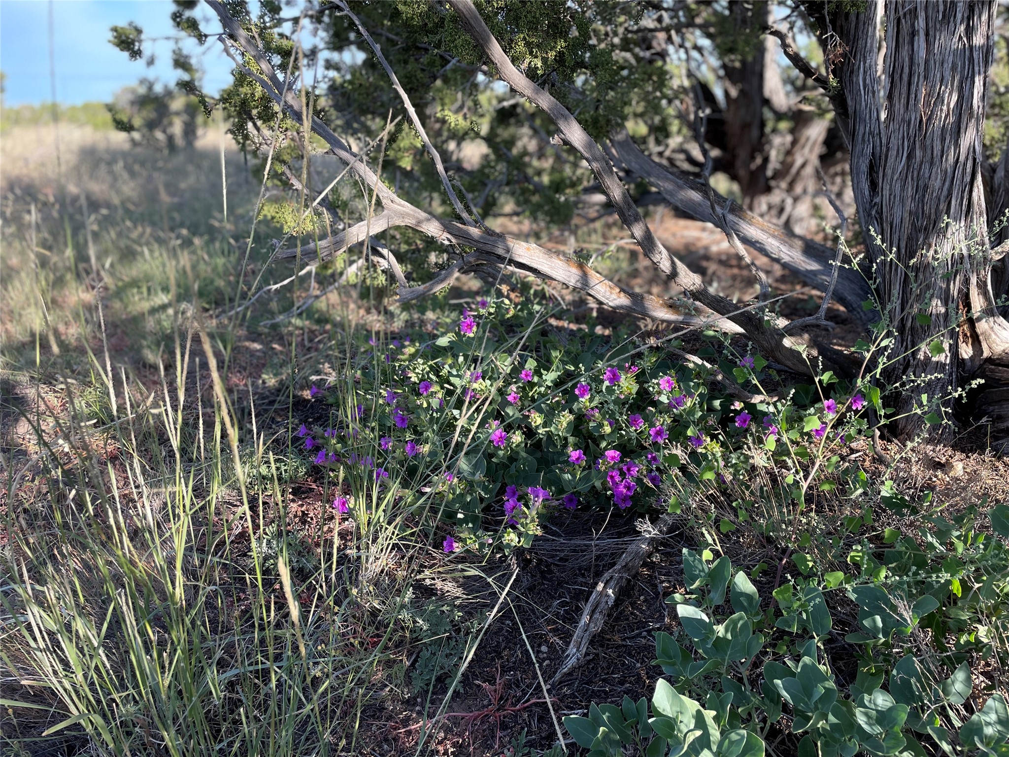 65 Grenfell Ranch Road Cerrillos, NM 87010 - Photo 11 of 46