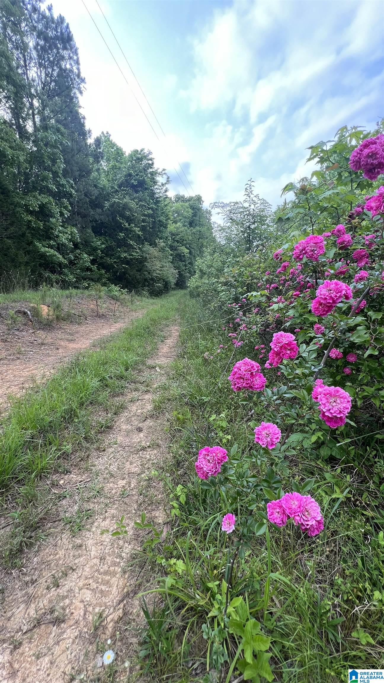 Lot 5 Woods Bend Road, Unit LOT 5 Ragland, AL 35131 - Photo 3 of 13