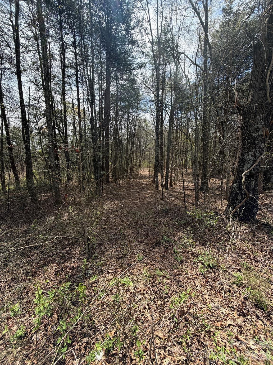 a view of a forest with trees in the background