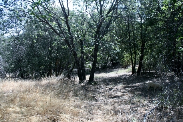 890 Pineoak Ridge Road Julian, CA 92036 - Photo 5 of 25 Gallery Image 5