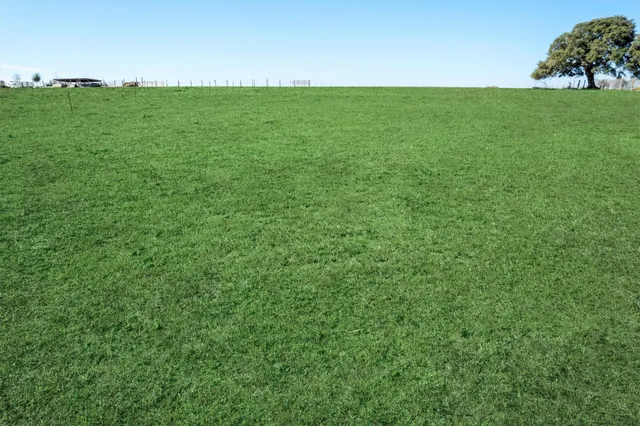 a view of a field with plants and large trees