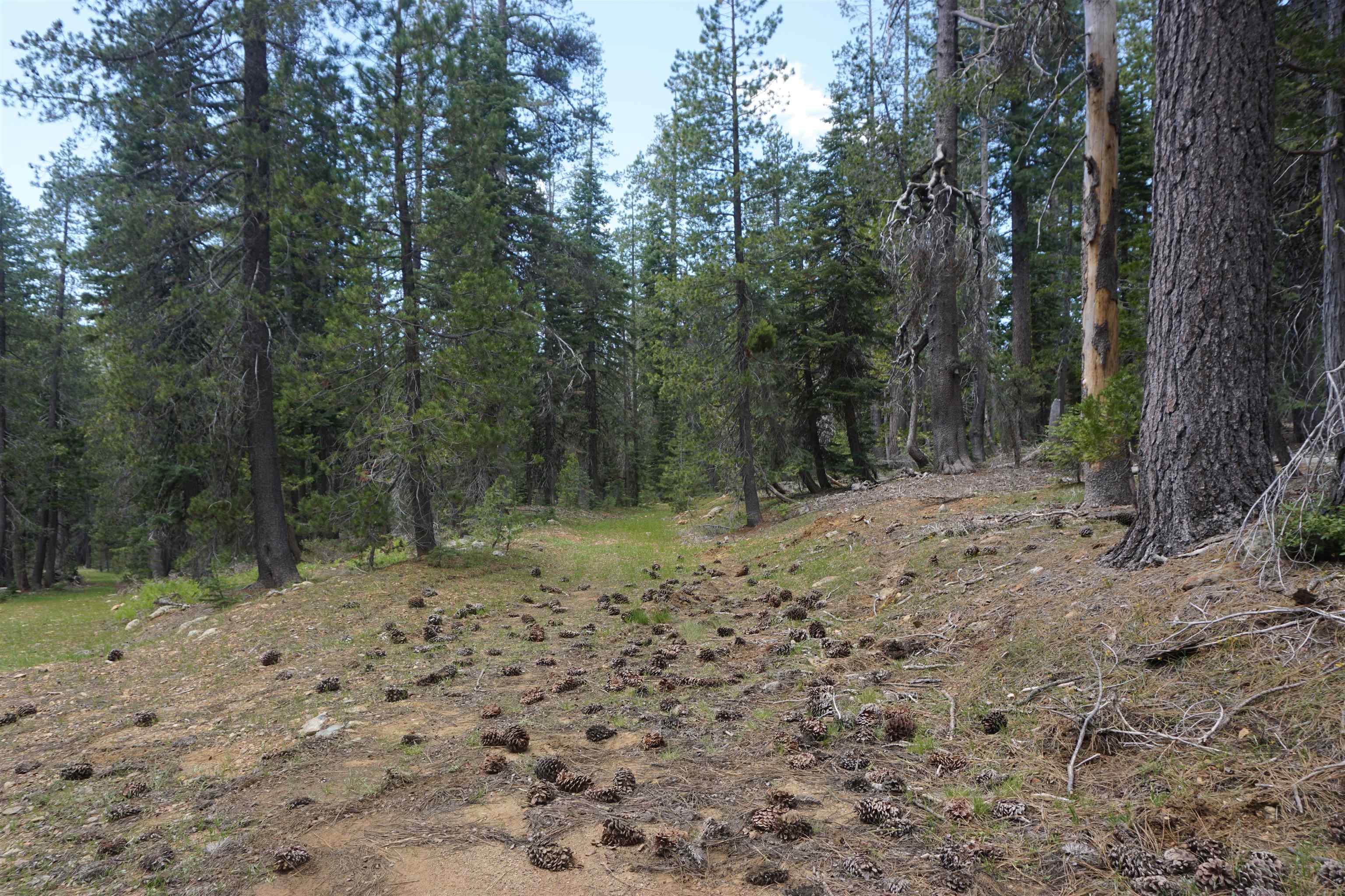 1334 Highlands Road Quincy, CA 95971 - Photo 41 of 47 a view of a forest with trees