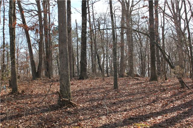 771 Jason Chapel Road Dickson, TN 37055 - Photo 3 of 17 Woods behind the house. Some nice hardwoods here.