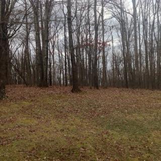 771 Jason Chapel Road Dickson, TN 37055 - Photo 4 of 17 Woods behind current house - Great spot for your dream home.