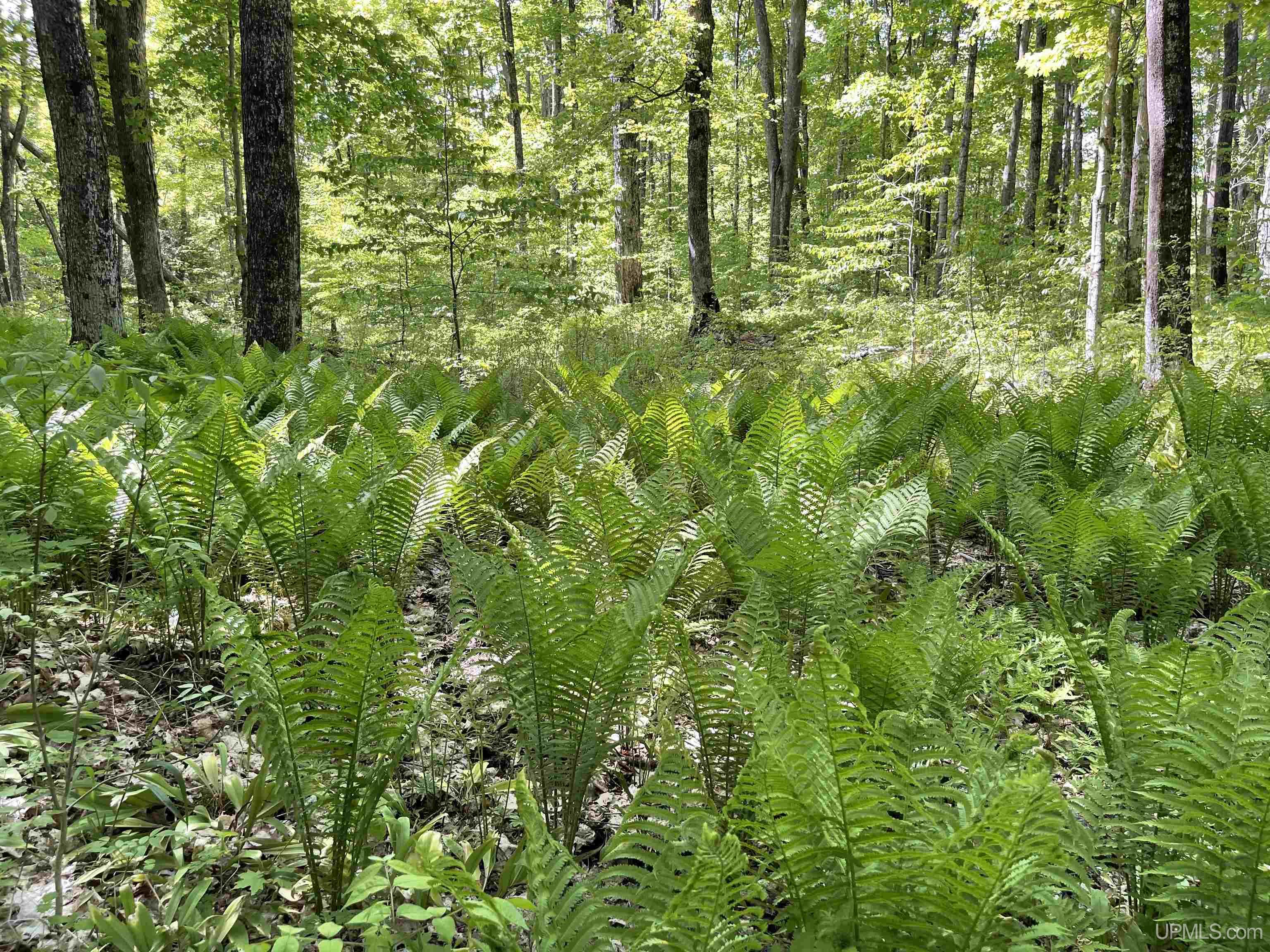 Tbd Tbd Banking Ground Road Germfask, MI 49836 - Photo 36 of 36