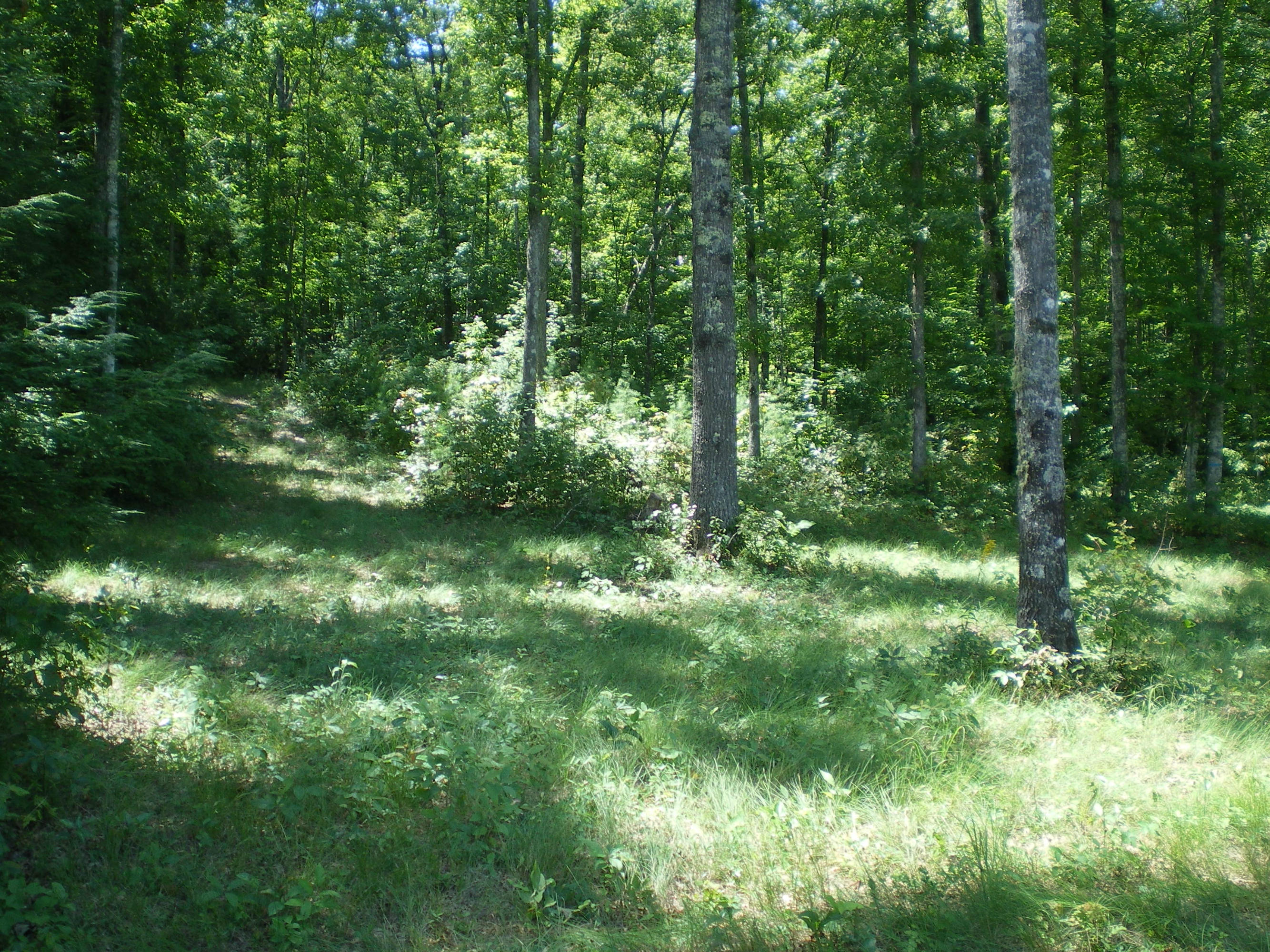 Cedar Ridge Road Jamestown, TN 38556 - Photo 2 of 13 IMGP0005