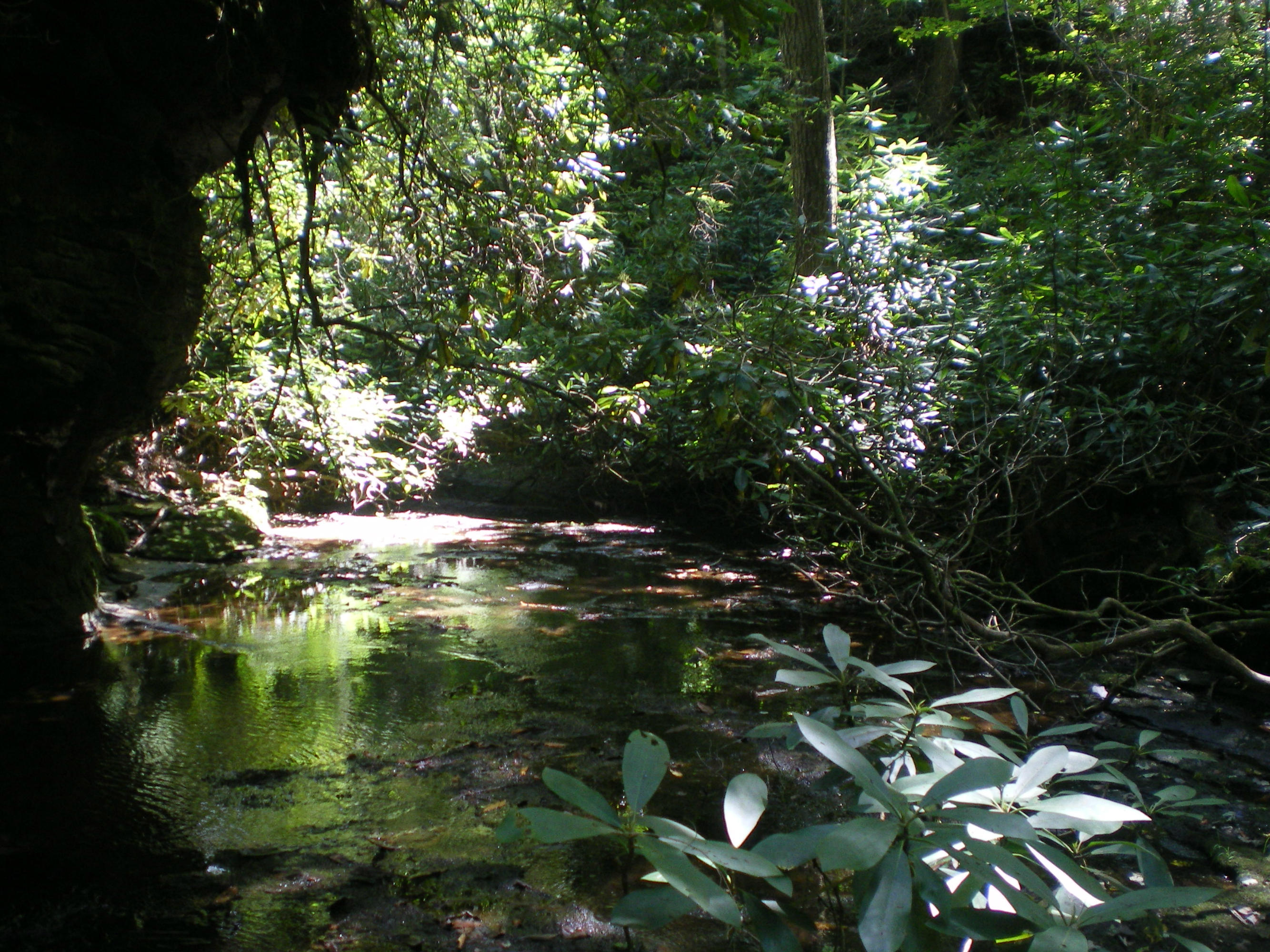 Cedar Ridge Road Jamestown, TN 38556 - Photo 11 of 13 IMGP0014