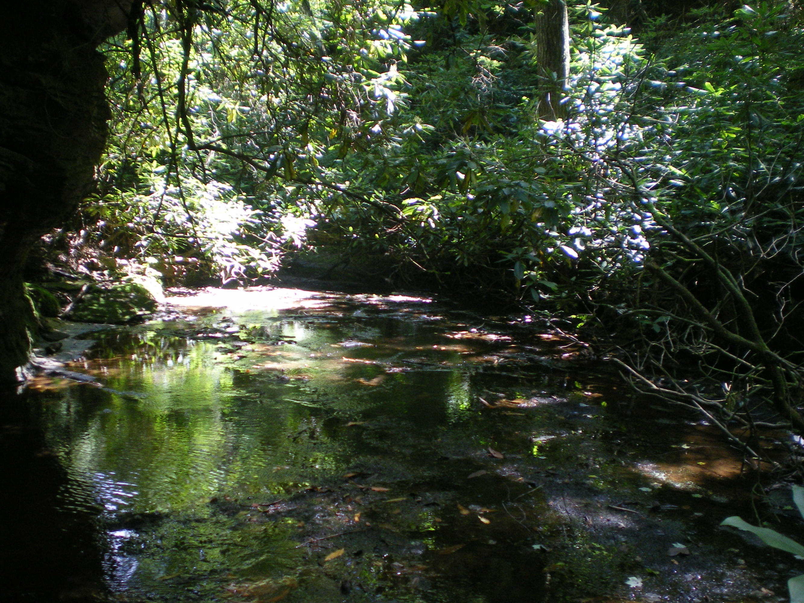 Cedar Ridge Road Jamestown, TN 38556 - Photo 12 of 13 IMGP0015