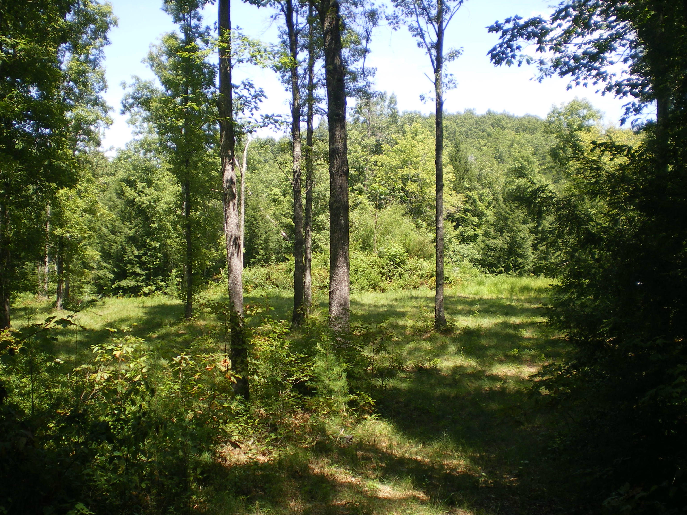 Cedar Ridge Road Jamestown, TN 38556 - Photo 3 of 13 IMGP0006
