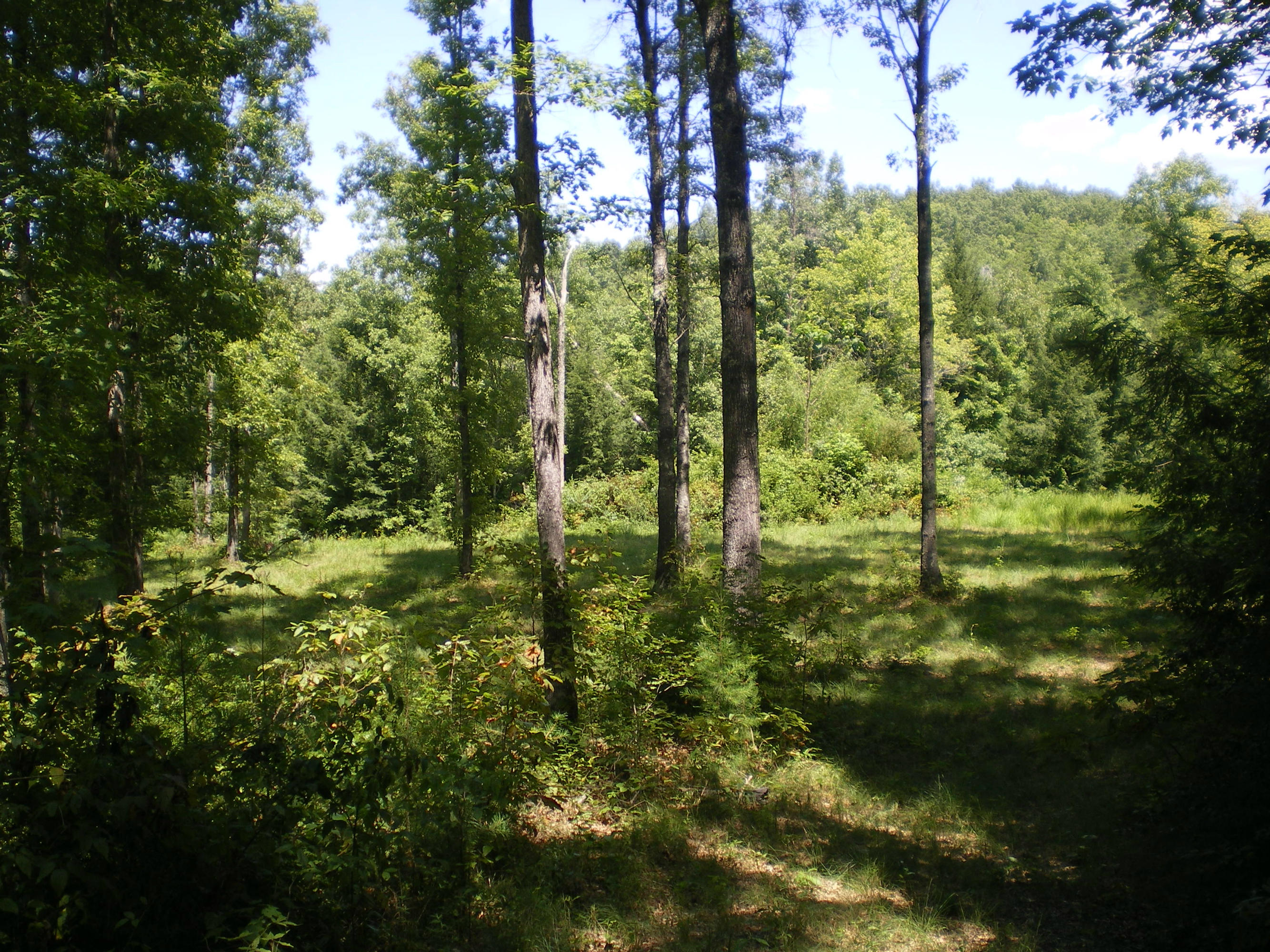 Cedar Ridge Road Jamestown, TN 38556 - Photo 4 of 13 IMGP0007