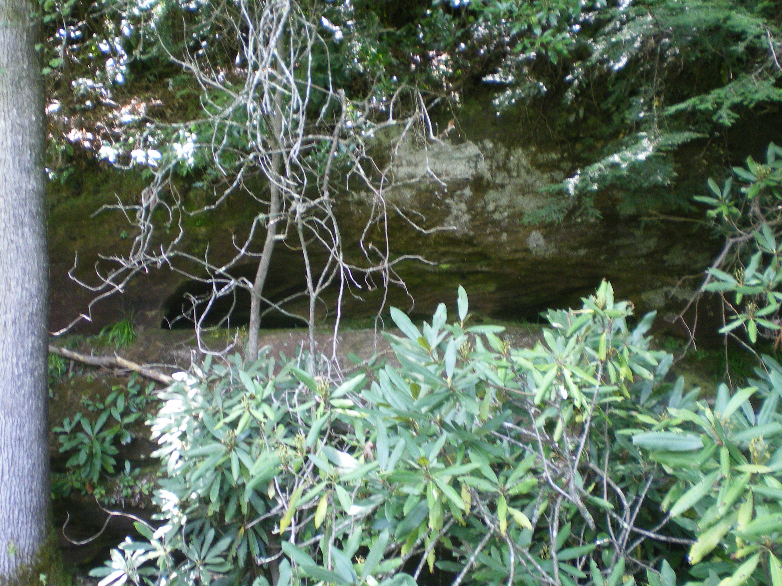 Cedar Ridge Road Jamestown, TN 38556 - Photo 6 of 13 IMGP0009