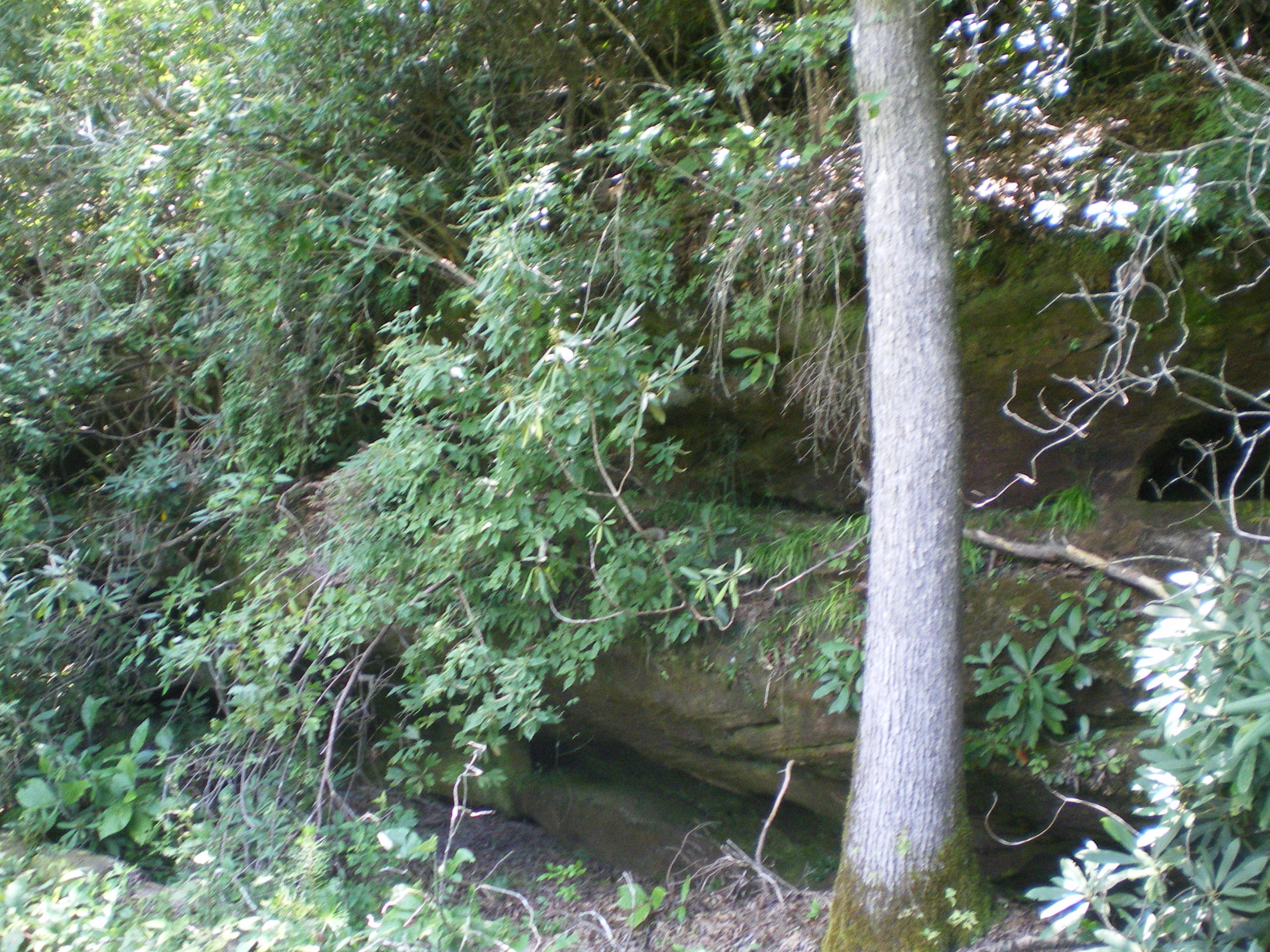 Cedar Ridge Road Jamestown, TN 38556 - Photo 7 of 13 IMGP0010