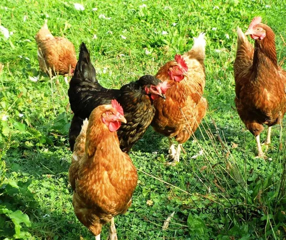 $265,000 | 0 Shooting Star Court, New Port Richey, FL 34655