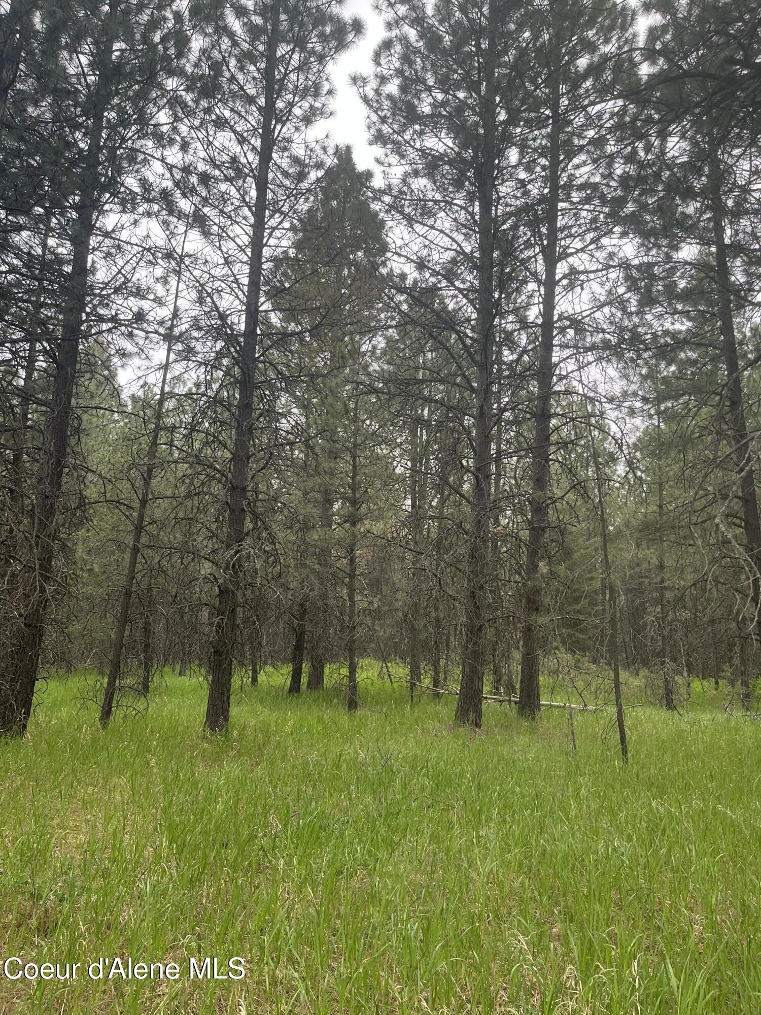 Nna North Sheep Springs Road Athol, ID 83801 - Photo 15 of 19 IMG_5810