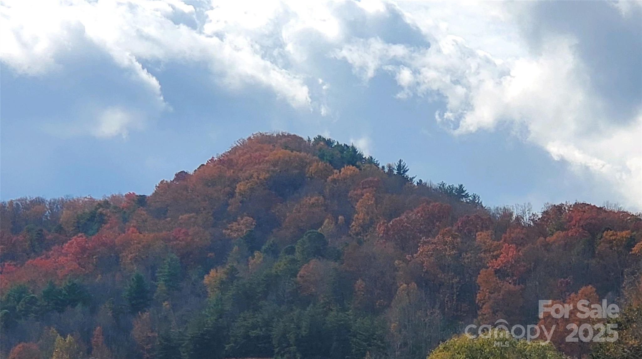 626 Fairview Loop Hot Springs, NC 28743 - Photo 36 of 44 a view of a bunch of trees