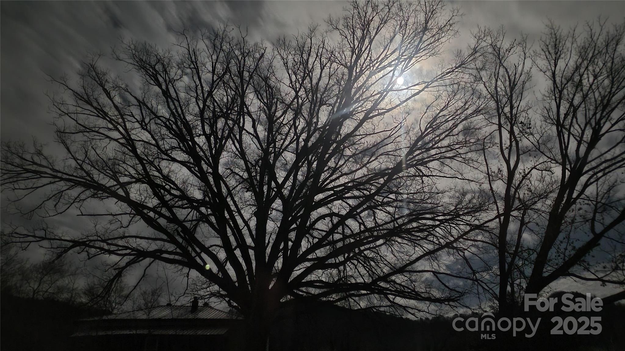 626 Fairview Loop Hot Springs, NC 28743 - Photo 43 of 44 a view of tree in front of a house