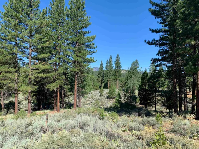 a view of a yard with plants and trees