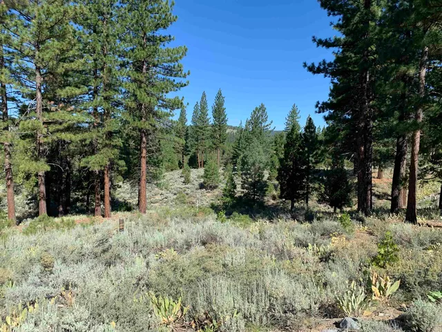a view of backyard with trees