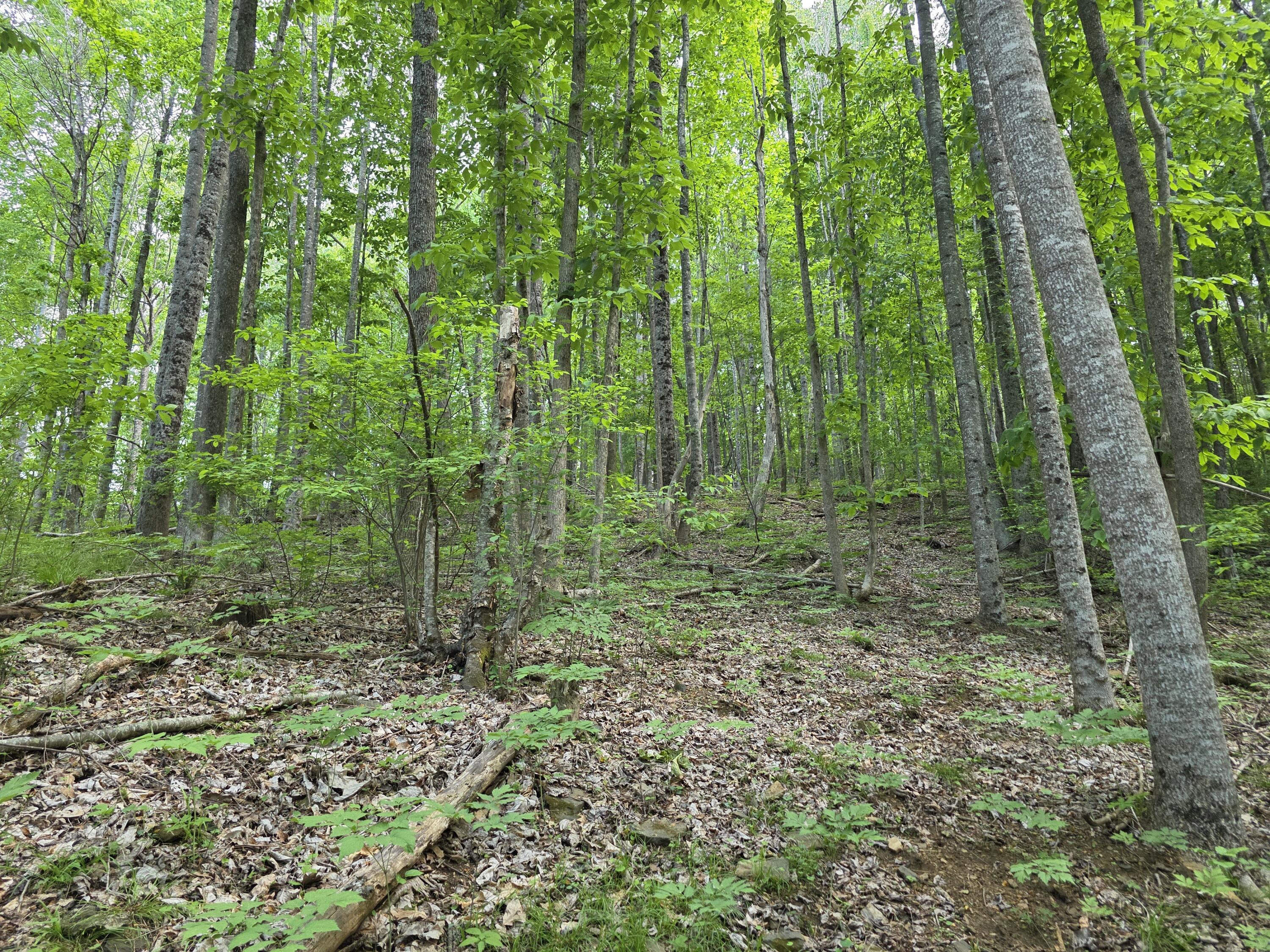Tbd Bent Nail Road Hillsville, VA 24343 - Photo 8 of 16 a view of a forest