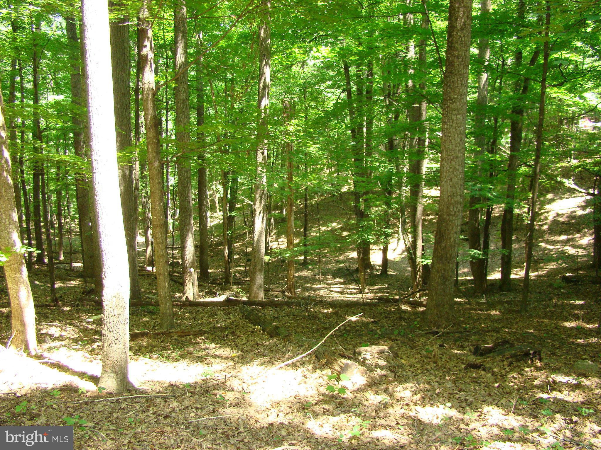 0 Crooked Run Road North Basye, VA 22810 - Photo 4 of 9 a view of a yard