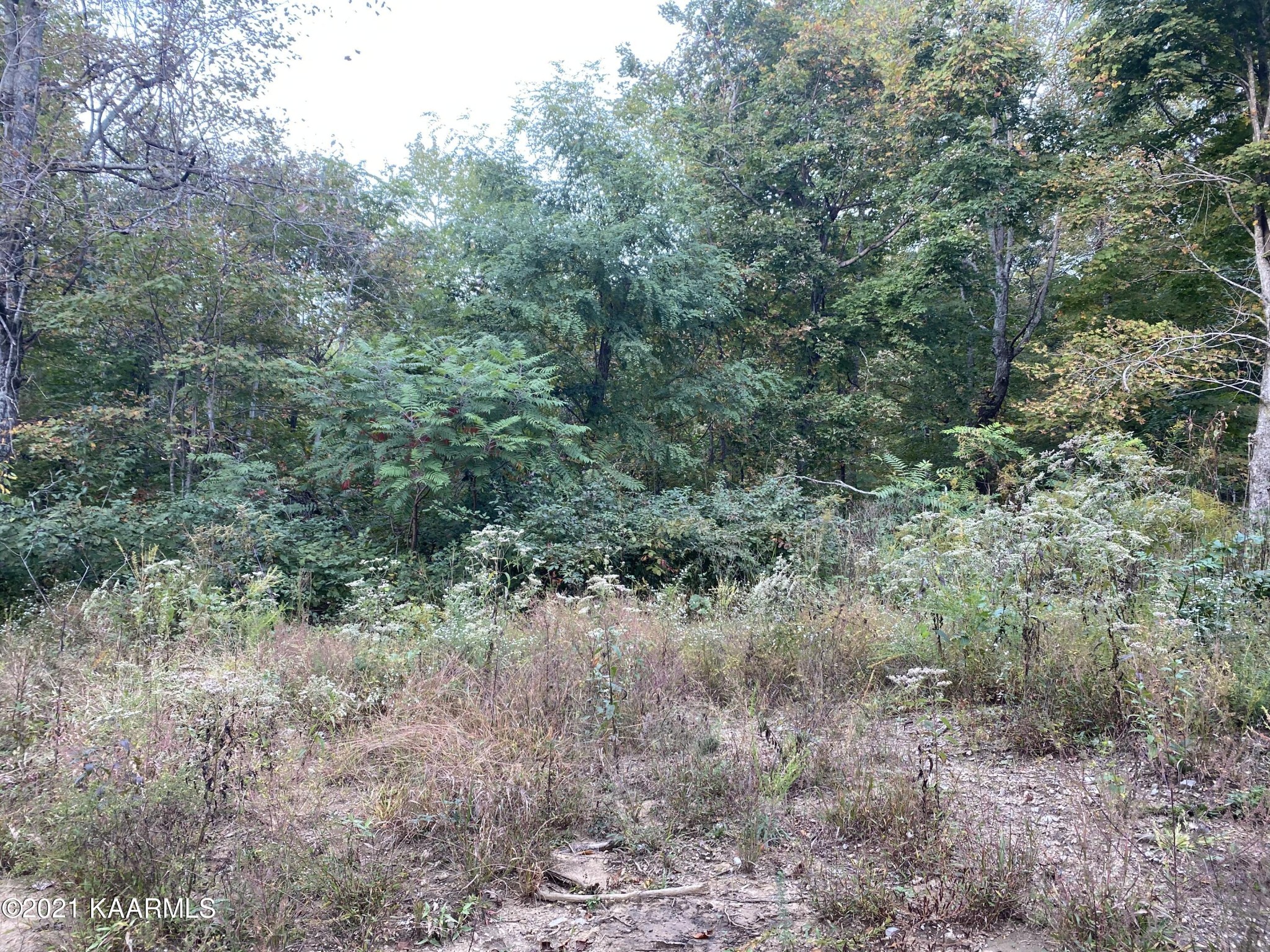 0 Parker Road Monterey, TN 38574 - Photo 4 of 16 Gallery Image 4