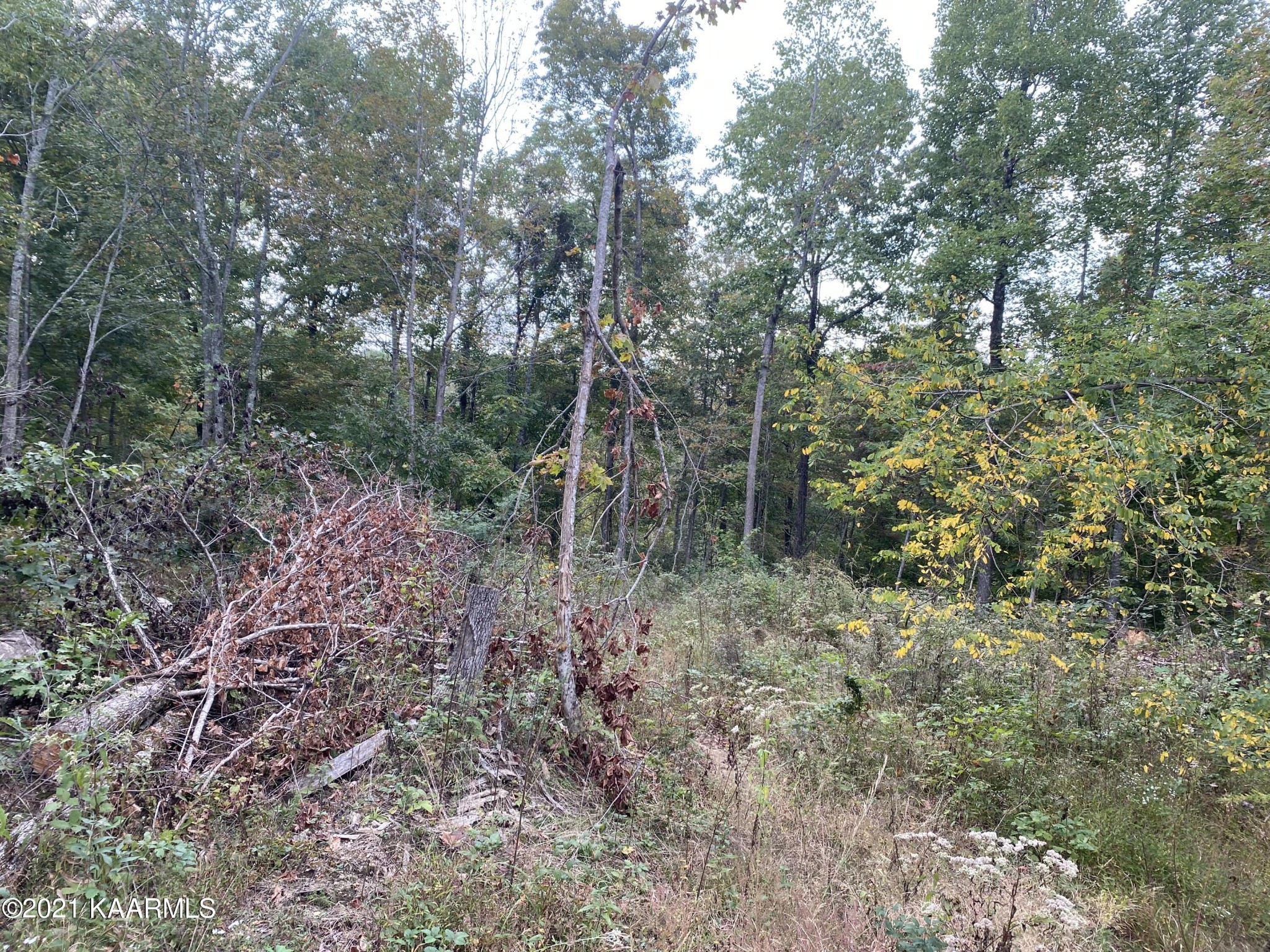 0 Parker Road Monterey, TN 38574 - Photo 5 of 16 Gallery Image 5