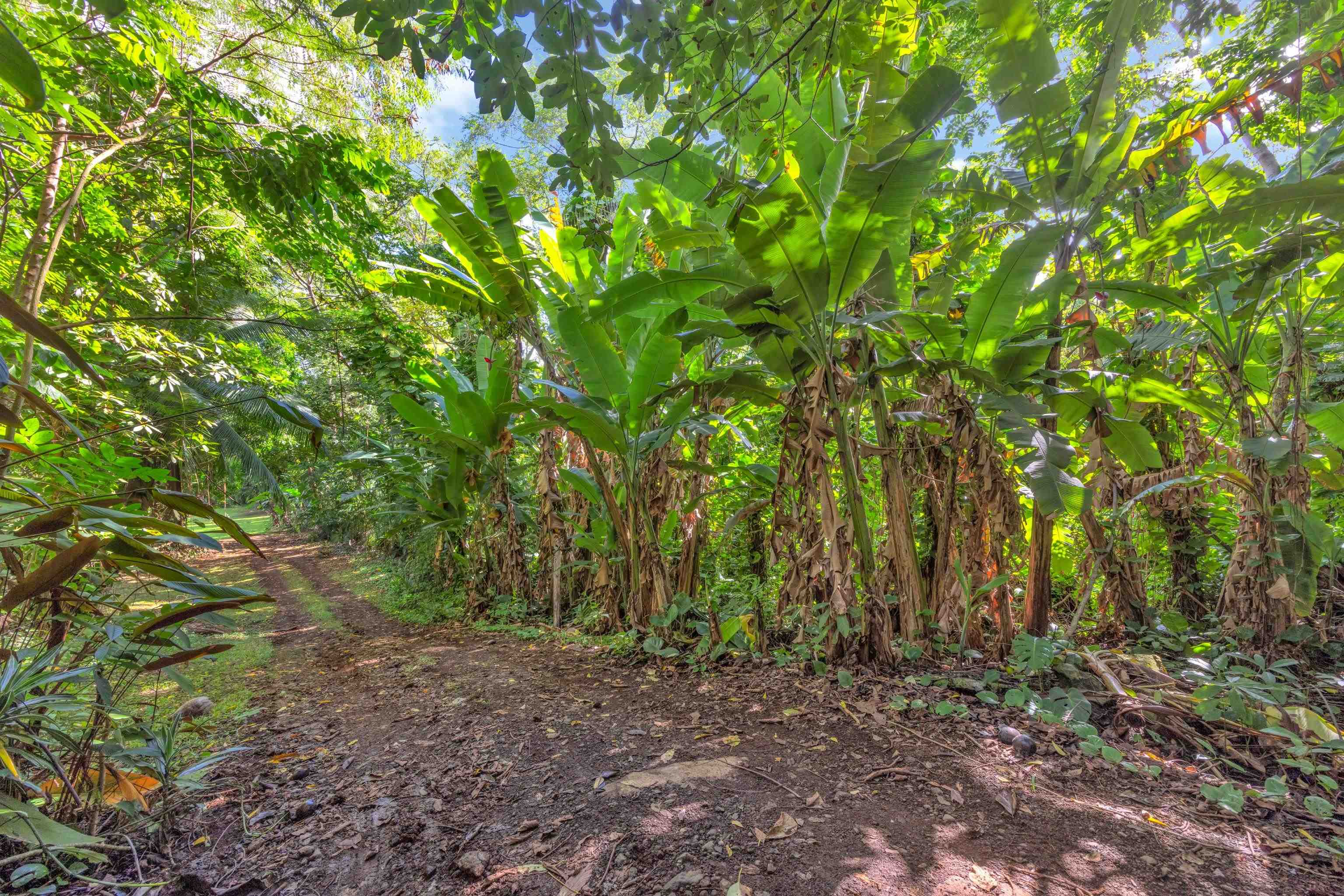 4685 Uakea Road Hana, HI 96713 - Photo 44 of 50