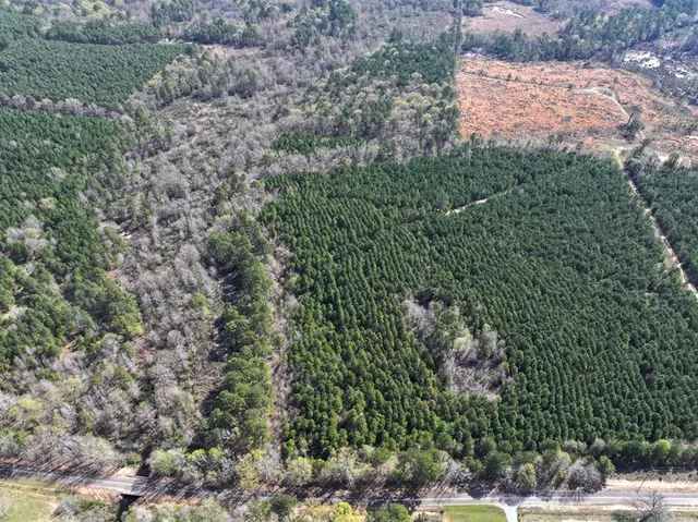 a view of a lush green forest